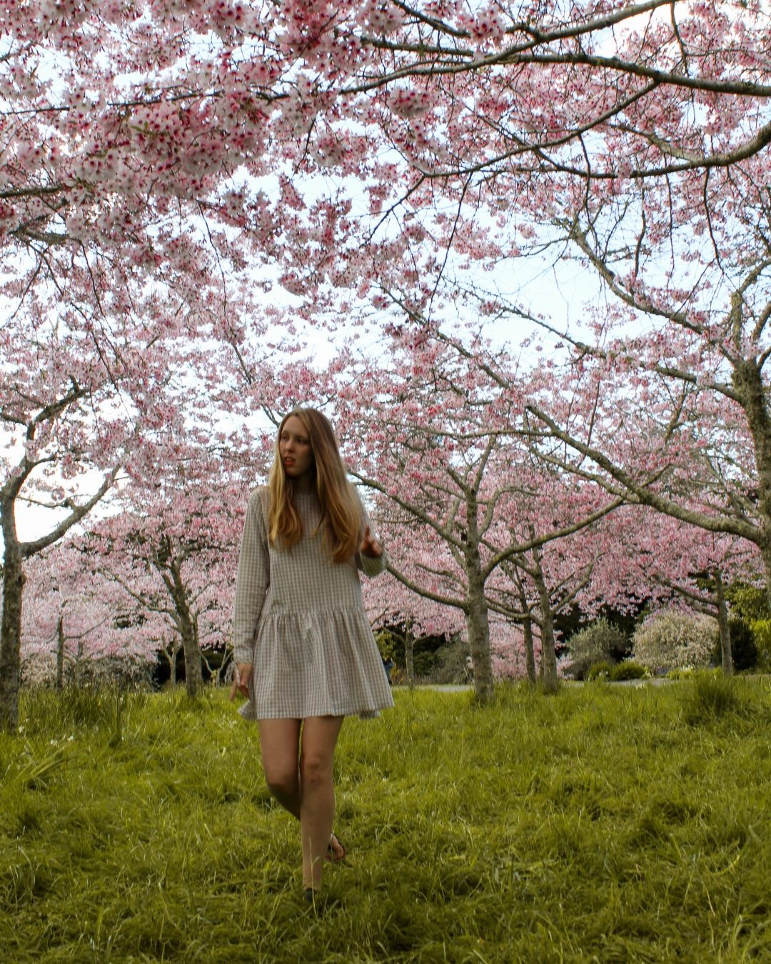 auckland-spring.jpg